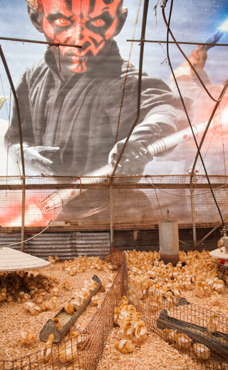 Illustration for article titled Farmer Turns an Old Star Wars Billboard Into Greatest Chicken Coop Ever